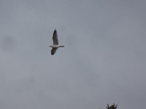 Common Gull