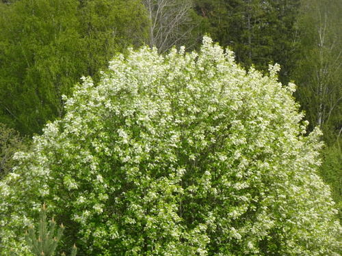 bird cherry