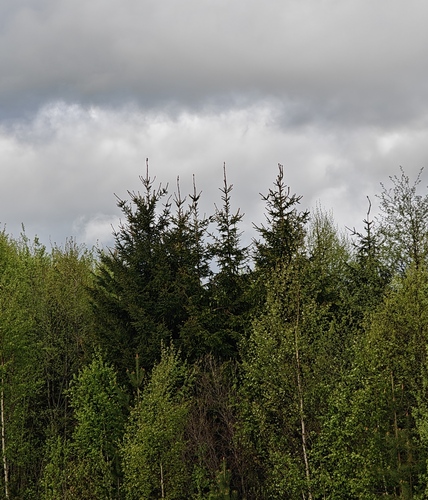 Norway spruce
