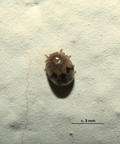 Afidentula, 2026-04-27