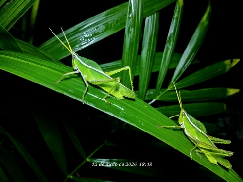 Prionolopha serrata