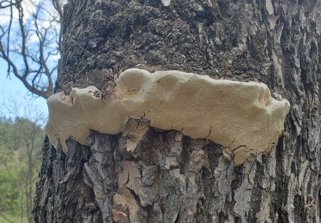 Perenniporia fraxinophila · May 2026 · photo: Photo: (c) hr_dragonfly, some rights reserved (CC BY) · iNaturalist