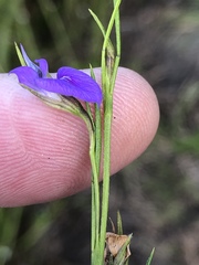 Psoralea trullata