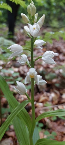 Narrow-leaved Helleborine