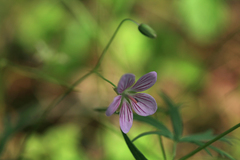 Geranium dahuricum
