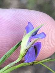 Psoralea trullata