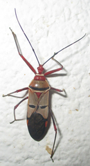 Phonoctonus