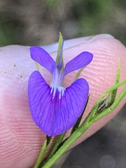 Psoralea trullata