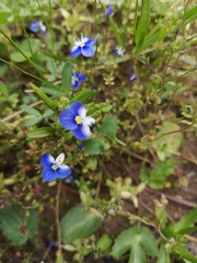 Veronica syriaca