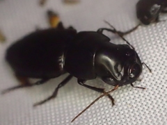 Gnathaphanus philippensis