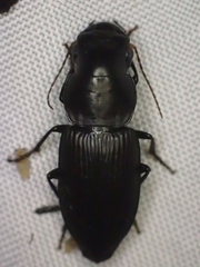 Gnathaphanus philippensis