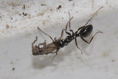 Anelasmocephalus cambridgei