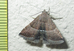 Eublemma bolinia