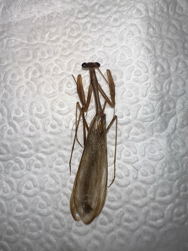 Egyptian Praying Mantis