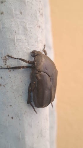 Allorhina scabriuscula