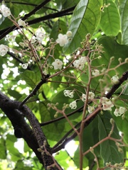 Sterculia monosperma