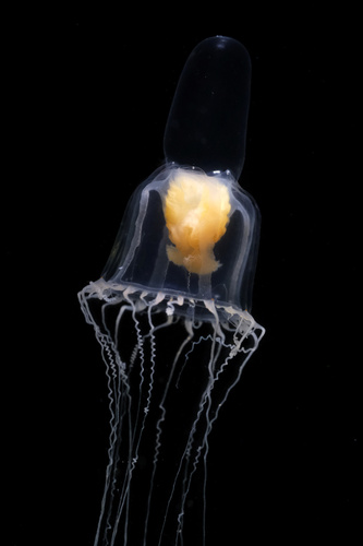 Leuckartiara nobilis