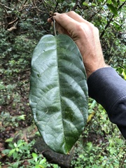 Sterculia monosperma