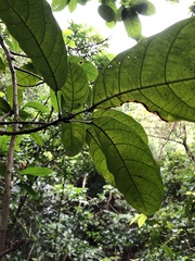 Sterculia monosperma