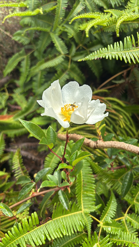 Rosa laevigata observed 2026-04-22