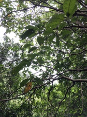Sterculia monosperma