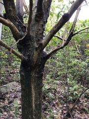 Sterculia monosperma