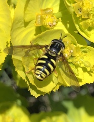 Chrysotoxum intermedium