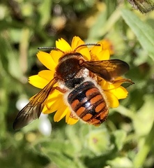Rhodanthidium