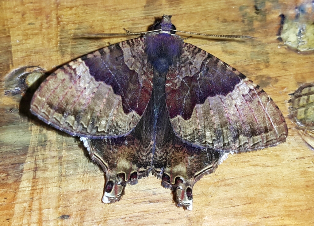 Sematurinae