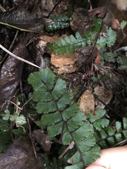 Adiantum malesianum