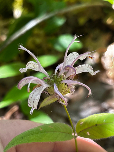 Monarda bradburiana