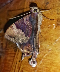 Coronidia leachi