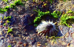 Siphonaria laciniosa