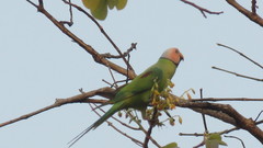 Psittacula roseata