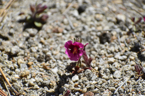 iNaturalist observation photo of Fremont's monkeyflower