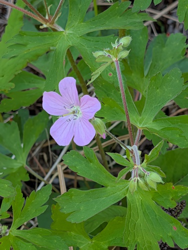 Cranesbill