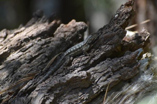 iNaturalist observation photo of Western Fence Lizard