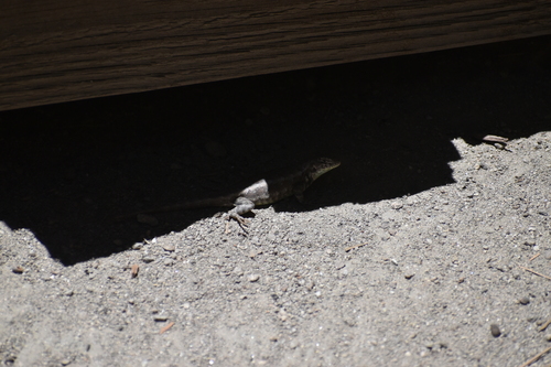 iNaturalist observation photo of Southern Sagebrush Lizard