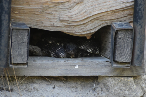 iNaturalist observation photo of Southern Pacific Rattlesnake
