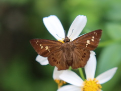 Seseria formosana