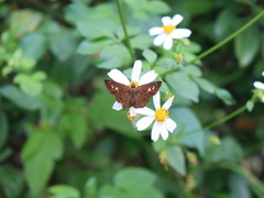 Seseria formosana