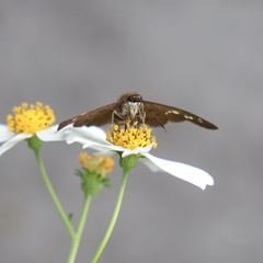 Seseria formosana