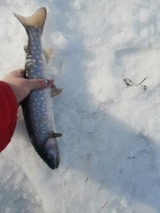 Salvelinus leucomaenis