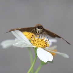 Seseria formosana
