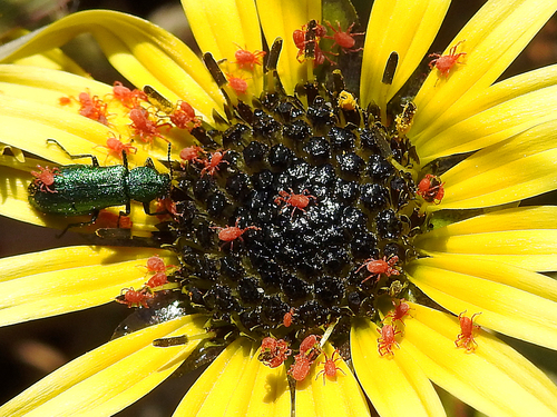 Sidewalk Mites