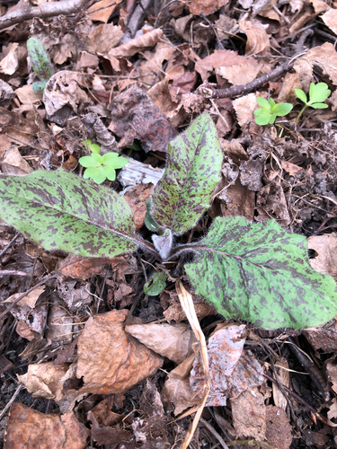 Hieracium maculatum, photograph 6