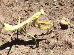 Hierodula timorensis