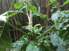Phytolacca japonica