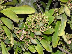 Euphorbia neriifolia