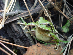 Ridged Treefrog photo 3
